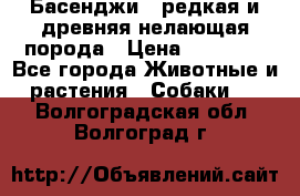 Басенджи - редкая и древняя нелающая порода › Цена ­ 50 000 - Все города Животные и растения » Собаки   . Волгоградская обл.,Волгоград г.